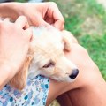 Psi su najveća meta krpelja 1. maja: Na ova 4 načina najbolje možete zaštititi vašeg ljubimca, a ovo nikako nemojte raditi