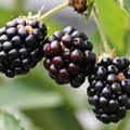 Kupina preuzela titulu najskupljeg voća u junu, na jednoj beogradskoj pijaci 1.600 dinara kilogram