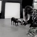 Potresni snimak ukradenog psa kad je shvatio da se vraća kući: Iza svega je gnusna priča koja je slomila internet