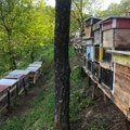 Ministarstvo poljoprivrede: Obrađeno 12.000 zahteva za podsticaje po košnici pčela