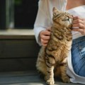 Veterinar otkrio na koje načine mačke teše svoje vlasnike
