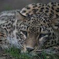 Tragedija u zoološkom vrtu u Holandiji: Leopard izujedao čuvarku nasmrt