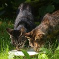 Davanje mleka mačkama može biti štetno po njihovo zdravlje