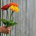 Kolumbija napunila kasu od izvoza cveća za Dan zaljubljenih