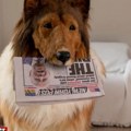 "Krzno mi se previše lako prlja" Čovek potrošio 14.000 evra da bi postao pas, a sada želi da bude druga životinja…
