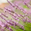 Muve, komarci i drugi insekti beže od ovih biljaka