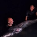 Četiri sata borbe i polomljen štap - a onda su Neven i Vanja iz vode izvukli neman zbog koje su ostali bez teksta (video)