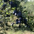 Berba šljiva u Toplici – rod podbacio, otkupna cena još nepoznata