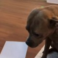 Reakcija psa koji je prvi put dobio tortu za rođendan slomila internet: Nije znao šta ga je snašlo, krenule mu i suze