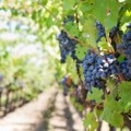 Fruškogorska vinska šetnja "Fruška Walk & Wine 2025" najavljena za 27. septembar