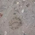 Neverovatan snimak iz Crne Gore: Domaćini legli da spavaju, zver ušetala u dvorište, kamera sve zabeležila