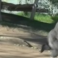 Užas u ZOO vrtu Razbesnela gorila se zaletela i razbila staklo pesnicom – nastala panika, ljudi bežali i vrištali! (video)
