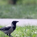 Vrane krenule u lov na Trampa: Čovek naučio ptice da kradu maga kačkete