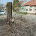 Novo „ubijanje drveća“ u Zrenjaninu: Građani pitaju, ako je sve bilo po zakonu, gde je odluka, gde su sadnice? MZ „Nikola…