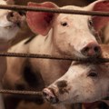 Zaraženo sedam okruga, uništeno više od 29.000 svinja: Može li se epidemija svinjske kuge u Srbiji staviti pod kontrolu?