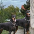 Ovde su devojčicu izjedali dobermani, komšije se već žalile na vlasnika pasa: Novi detalji drame u Boljevcima
