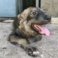 Dunda traži svoju porodicu i dom – Ne kupuj, udomi za ljubav