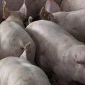 Odšteta za svinje uginule ili eutanazirane zbog afričke kuge: Zahtev se podnosi u roku od 30 dana