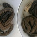 Vatrogasci iz Pule izvukli iz podruma kuće dve najduže zmije u Evropi: Izgledaju zlokobno, evo gde ih ima