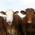 Irska planira da ubije 200.000 goveda u borbi protiv klimatskih promena