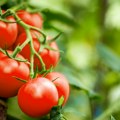Otkrivamo jednostavan trik kako da održite paradajz što duže svežim