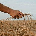 Puni silosi pšenice kojom jedva da se trguje