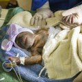 Nada za budućnost simpatičnih primata: U zoo vrtu u Floridi rođeno mladunče ugrožene vrste orangutana (FOTO)