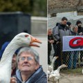 Svetsko prvenstvo u nadmetanju gusana u Mokrinu Letelo je perje po selu kad je iskusni Mistral nadjačao Spasoja