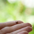 U delovima Beograda danas se nastavlja akcija suzbijanja krpelja