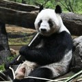 Suze zbog pandi: Blizanci napuštaju Japan zbog zaoštrenih odnosa sa Kinom