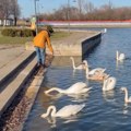 (Video): Na Starom jezeru novi stanovnici: Nastanili se labudovi, Kikinđani uživaju u prizoru, ali je izdato i upozorenje