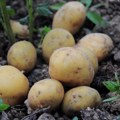 Zašto je krompir ovih dana čudnog ukusa i na šta da obratimo pažnju prilikom kupovine