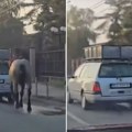 Deca mlađa od 14 godina su tukla konja u Beogradu, roditeljima preti stroga kazna