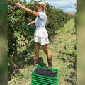 Smejali joj se zato što okopava baštu Pevačica danas sa ponosom obavlja sve seoske poslove, a nekada je krila da čuva stoku…