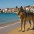 Vuk ugrizao petogodišnje dete na Halkidikiju, Nikana piše da je u pitanju devojčica iz Srbije
