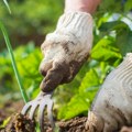 Sačuvajte cveće u bašti tokom jeseni i zime Iskusni baštovani daju prave savete - evo šta treba da uradite