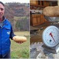 Bliži se krompirijada, ali retko ko će moći da zoranu stane „na crtu” Domaćinu rodilo i bez prskanja – najveći plod težak…