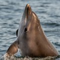 Delfin Mimo ponovo se vratio u vode oko trga Svetog Marka u Veneciji