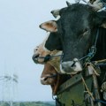 Krave izazvale haos na auto-putu: Evo kako su "regulisale" saobraćaj