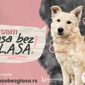 „Rasa bez glasa“: Direct Media poziva na podršku napuštenim životinjama