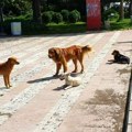 STIŽE SISTEMSKO REŠENJE ZA PROBLEM PASA LUTALICA – ČETIRI OPŠTINE U ZAJEDNIČKOM PROJEKTU