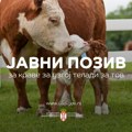 Raspisan javni poziv za ostvarivanje prava na podsticaje u stočarstvu za krave za uzgoj teladi za tov