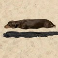 Jazavičar na plaži zaludeo svet: Dobro pogledajte, šta vidite na fotografiji?