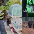 (Uznemirujući video) Medvedi upadaju u dvorišta, za mesec dana ubili 16 osoba! Smrtonosni napadi potresaju Rusiju! Zašto sada…