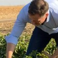 (Foto, video) Siniša Mali brao paprike u Bačkom Petrovcu: "Kao što kažu domaćini, sve počinje na njivi"