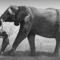 Slonovi tuguju kao ljudi – fotografija iz namibijske pustinje otkrila potresnu priču o gubitku