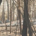 Doneta Naredba o sakupljanju šumskog semena za obnovu šuma u Srbiji, prioritet Deliblatska peščara