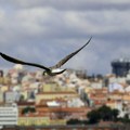 Upoznajmo naše sugrađane: Najčešće i najređe vrste ptica u Beogradu, jedna posebno ugrožena