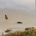 Dok je žena bila na obali iz vode je pojurilo ovo stvorenje Ljudi su gledali u neverici scenu na plaži (video)