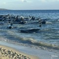 Tužan prizor: Nasukalo se 160 kitova, u toku spasavanje, nekima nije bilo spasa (video)